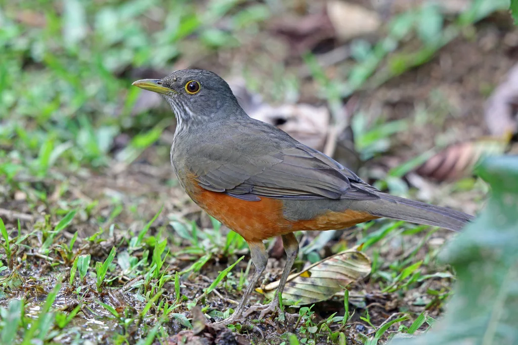 棕腹鸫(Turdus rufiventris)