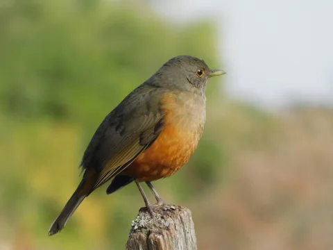棕腹鸫