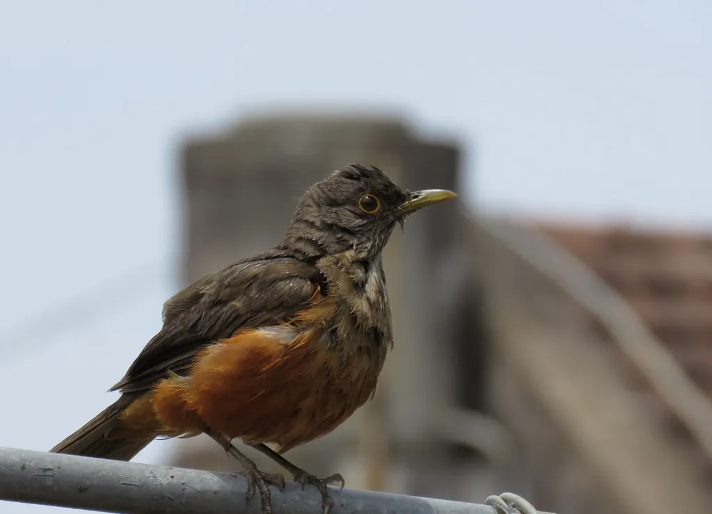 棕腹鸫(Turdus rufiventris)