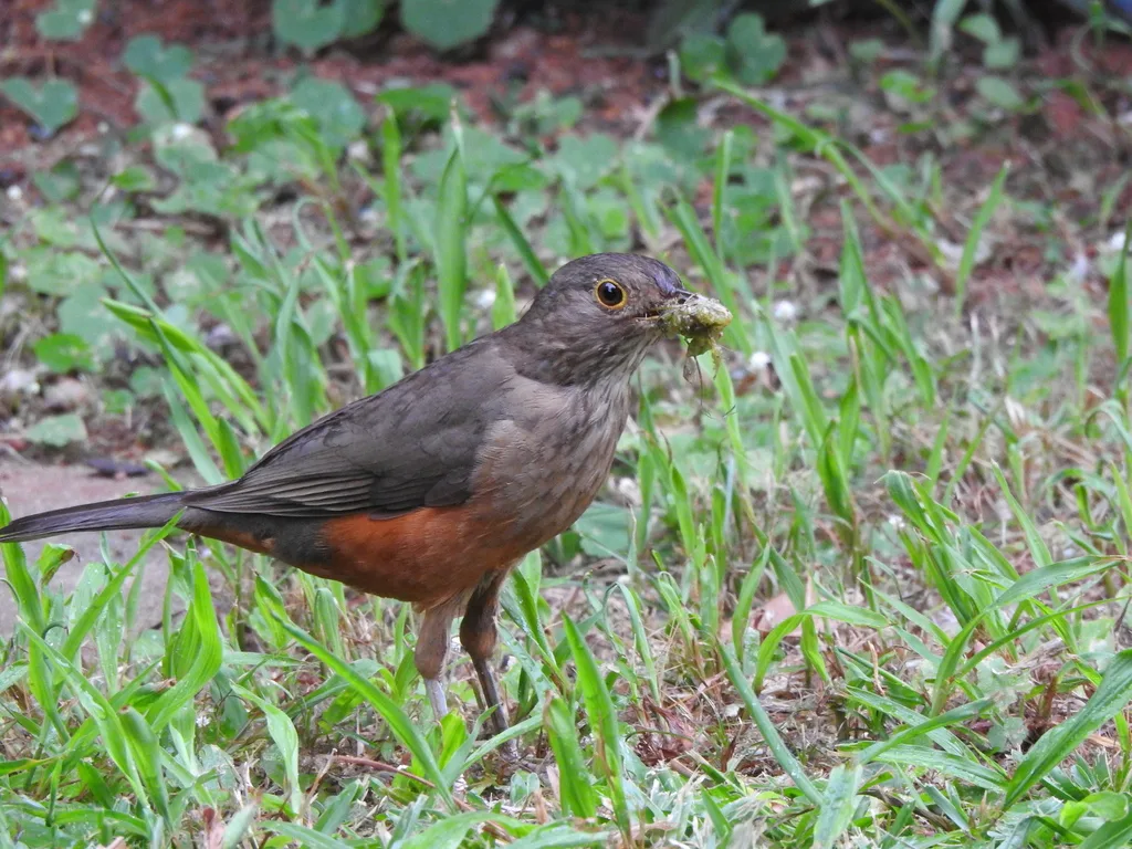 棕腹鸫(Turdus rufiventris)