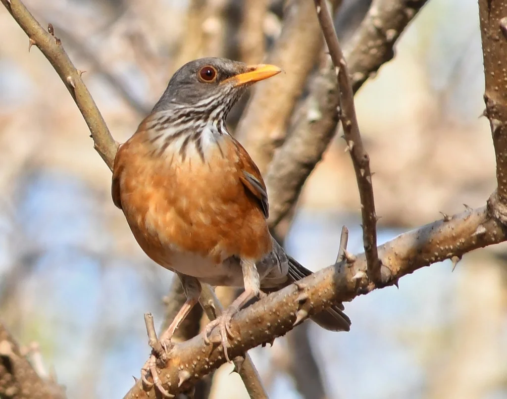 棕背鸲鸫(Turdus rufopalliatus)