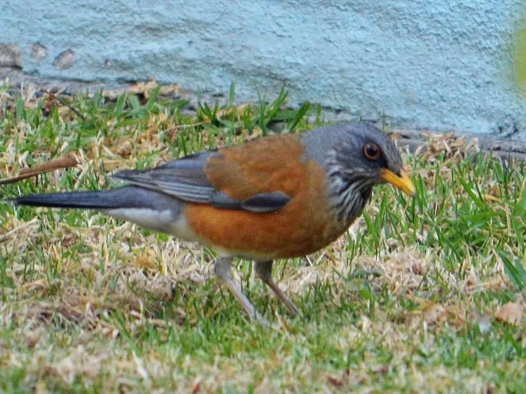 棕背鸲鸫(Turdus rufopalliatus)