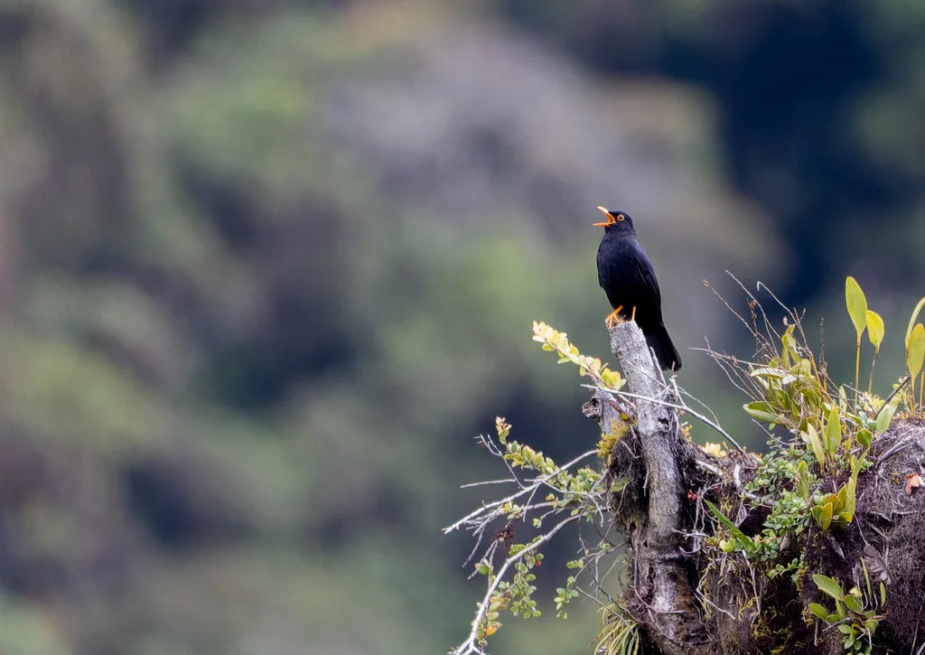 辉背鸫(Turdus serranus)