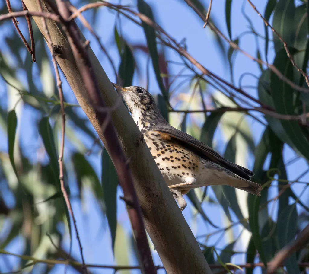 埃塞地鸫(Turdus simensis)