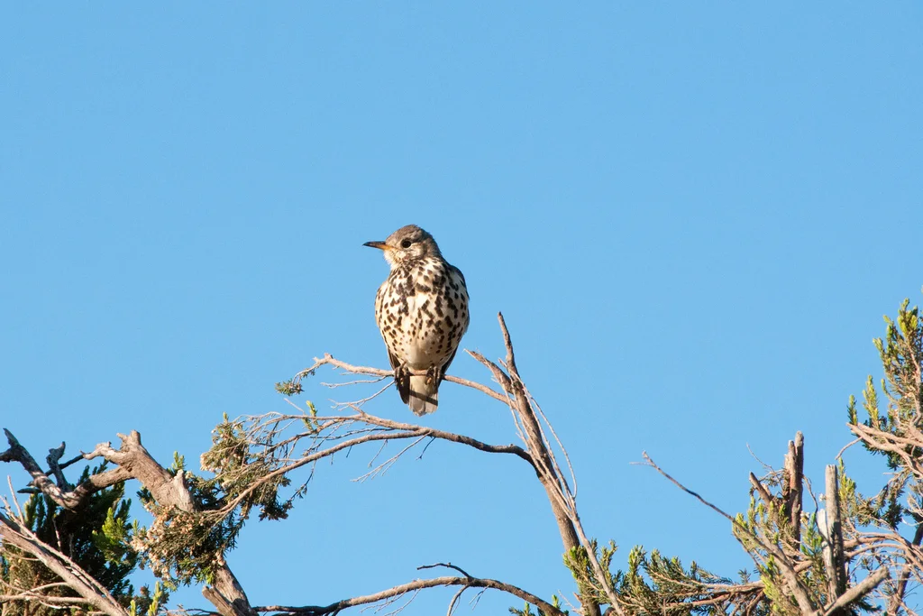 埃塞地鸫(Turdus simensis)