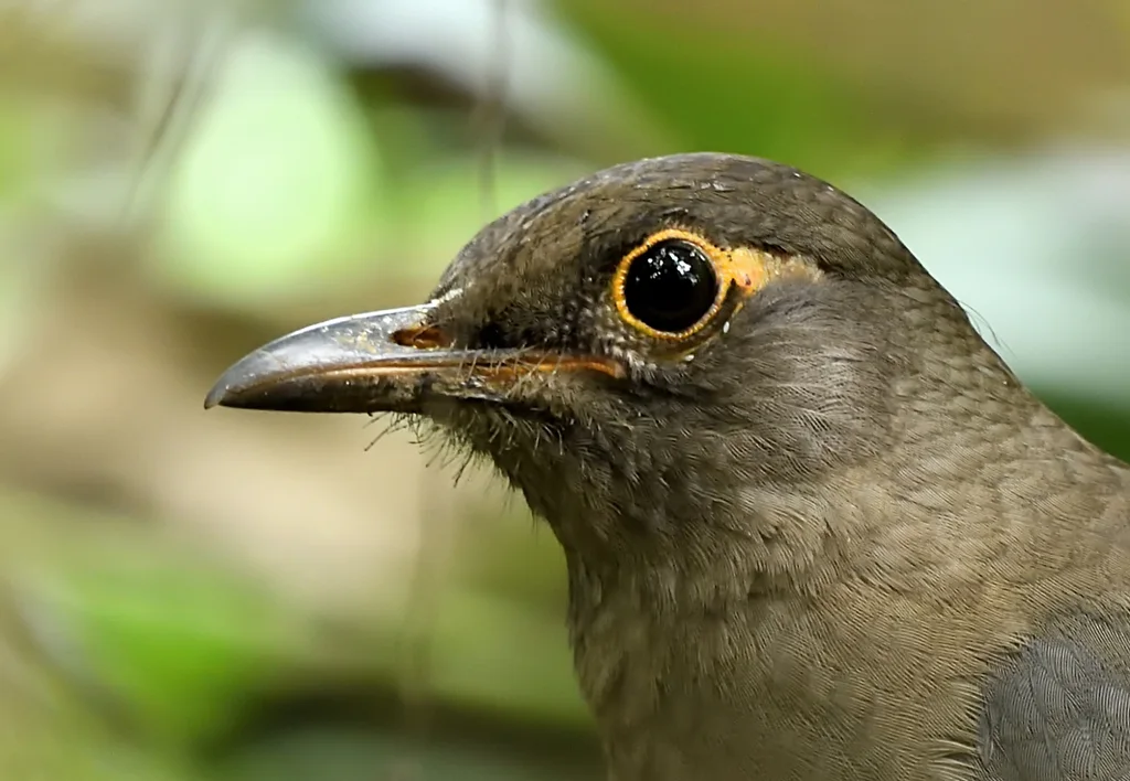 南亚乌鸫(Turdus simillimus)