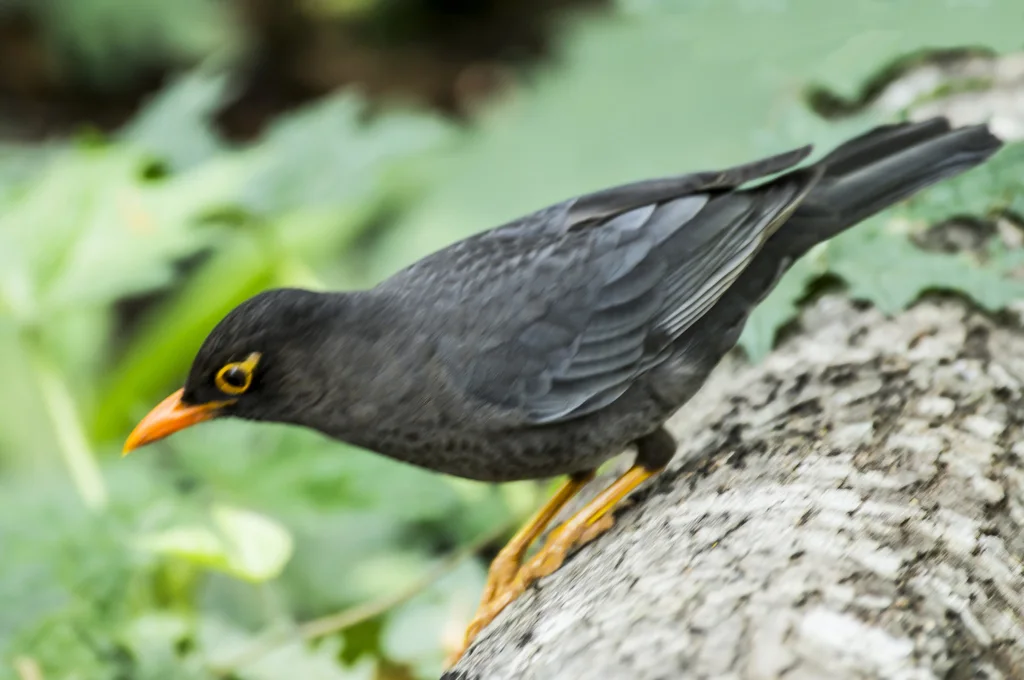 南亚乌鸫(Turdus simillimus)