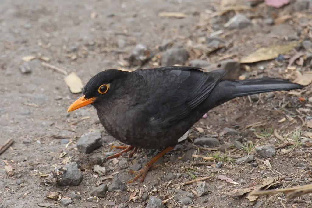 南亚乌鸫(Turdus simillimus)