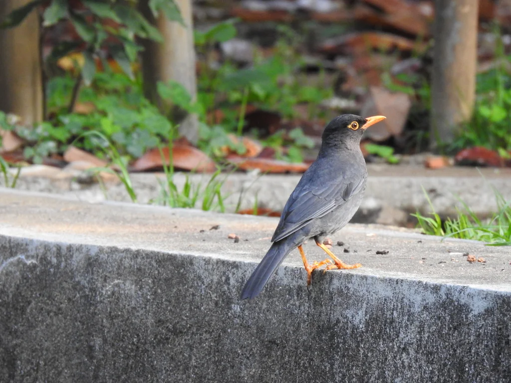 南亚乌鸫(Turdus simillimus)