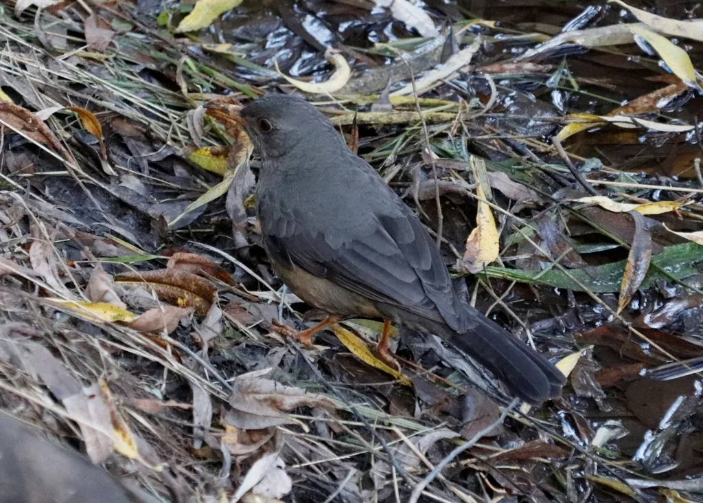 南非鸫(Turdus smithi)
