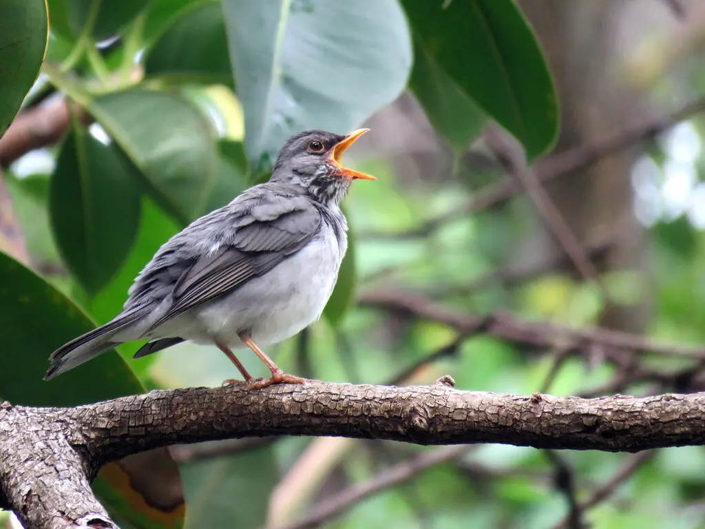 石鸫(Turdus subalaris)