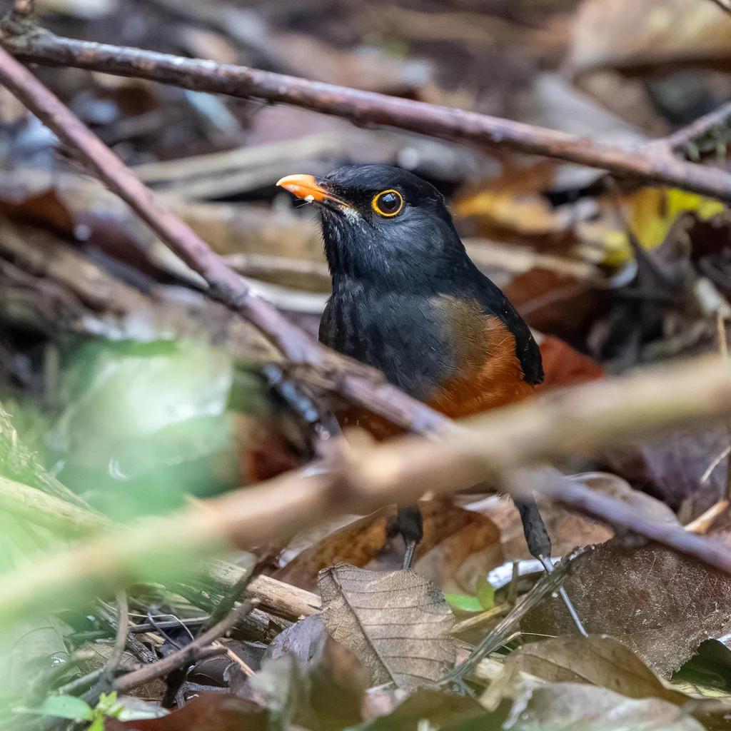红腹鸫(Turdus swalesi)