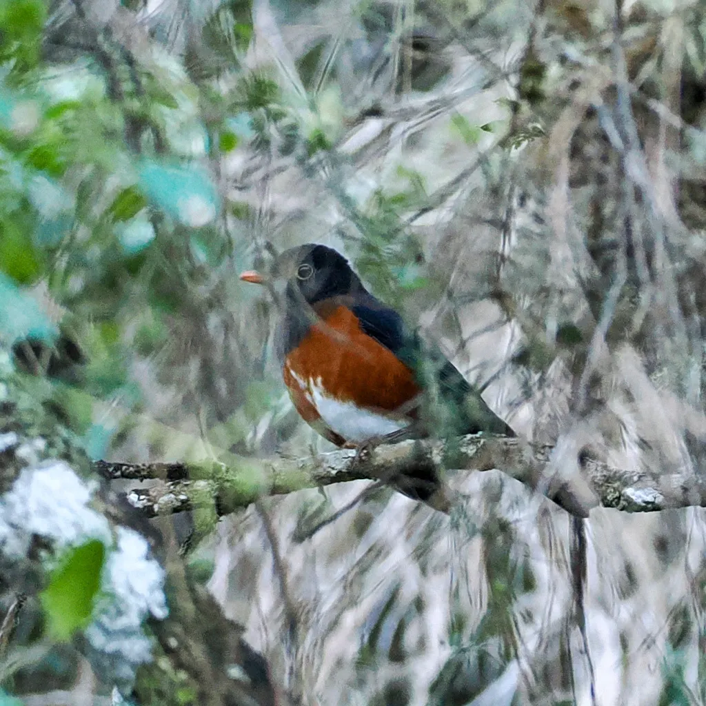 红腹鸫(Turdus swalesi)