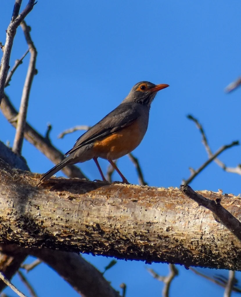 非洲裸眼鸫(Turdus tephronotus)