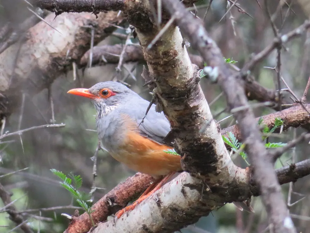 非洲裸眼鸫(Turdus tephronotus)