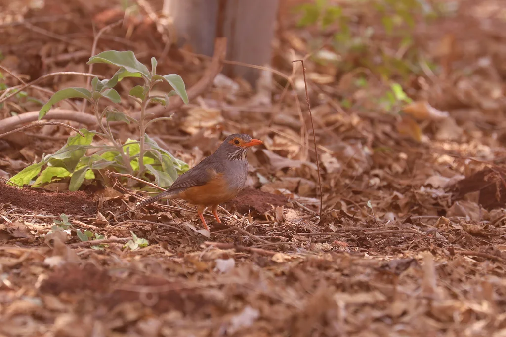 非洲裸眼鸫(Turdus tephronotus)
