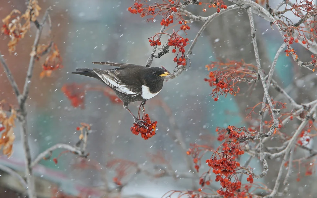 环颈鸫(Turdus torquatus)