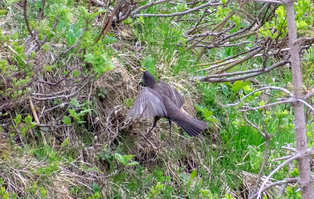 环颈鸫(Turdus torquatus)