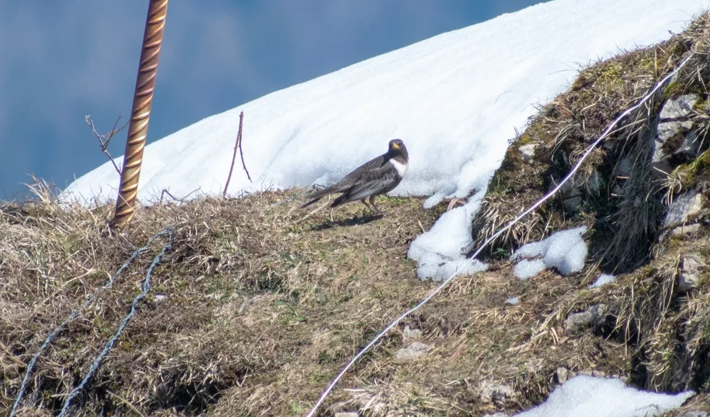 环颈鸫(Turdus torquatus)
