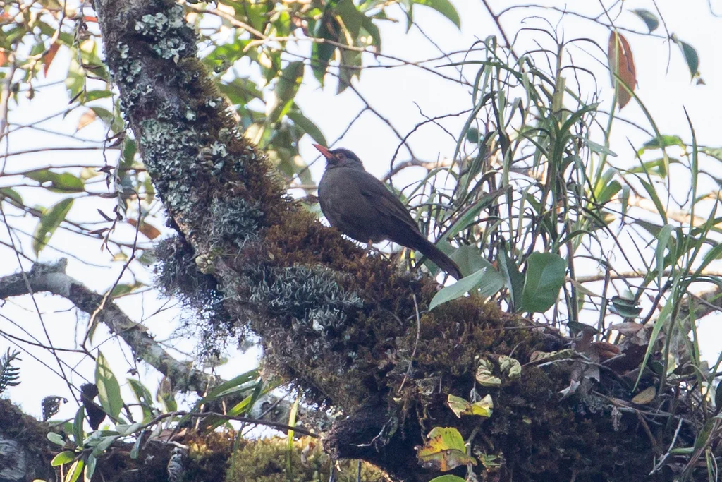 苏拉威西地鸫(Turdus turdoides)