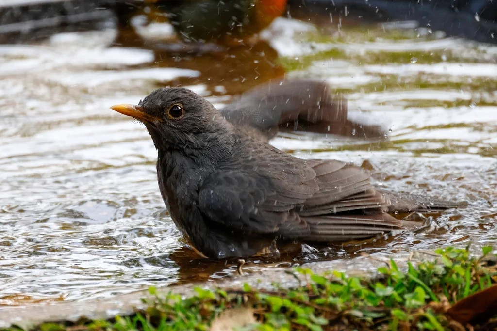 蒂氏鸫(Turdus unicolor)