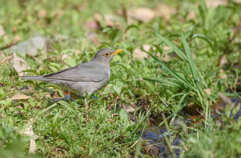 蒂氏鸫(Turdus unicolor)