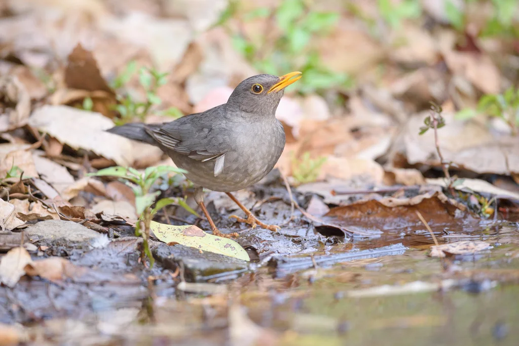 蒂氏鸫(Turdus unicolor)