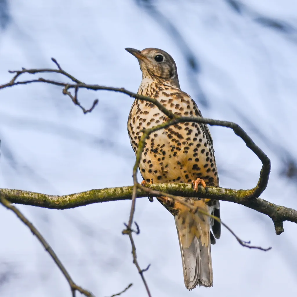 槲鸫(Turdus viscivorus)