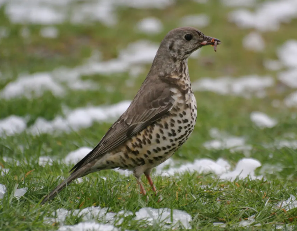 槲鸫(Turdus viscivorus)