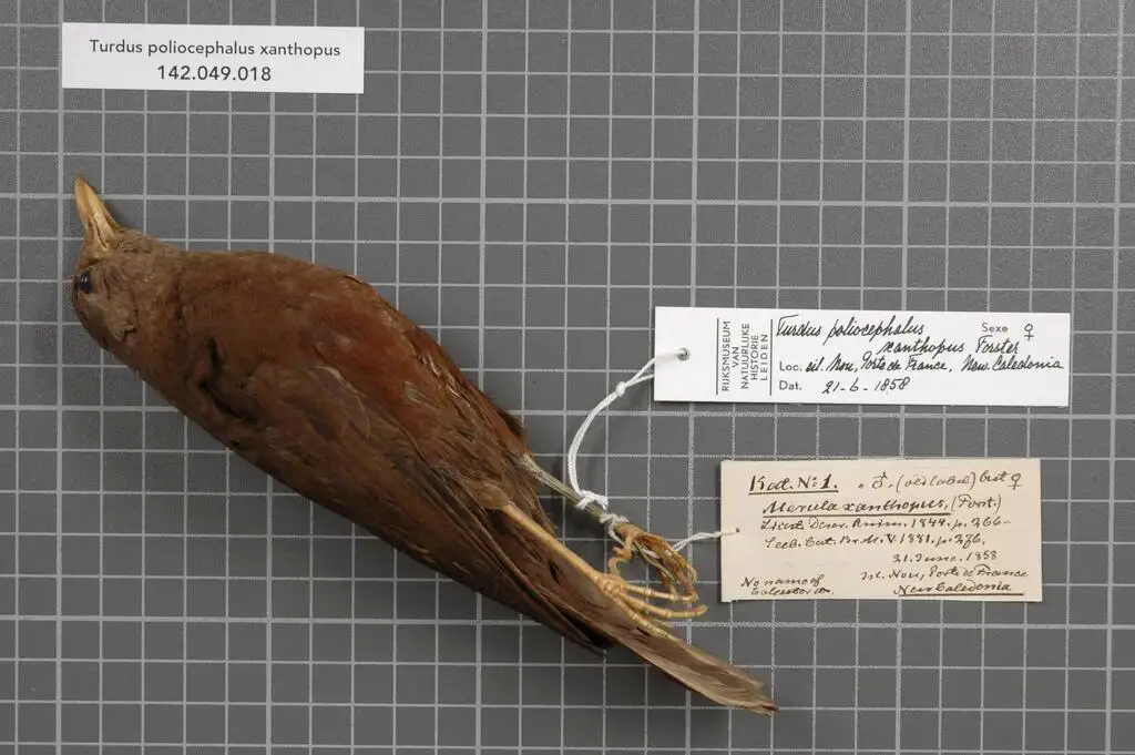 新喀岛鸫(Turdus xanthopus)