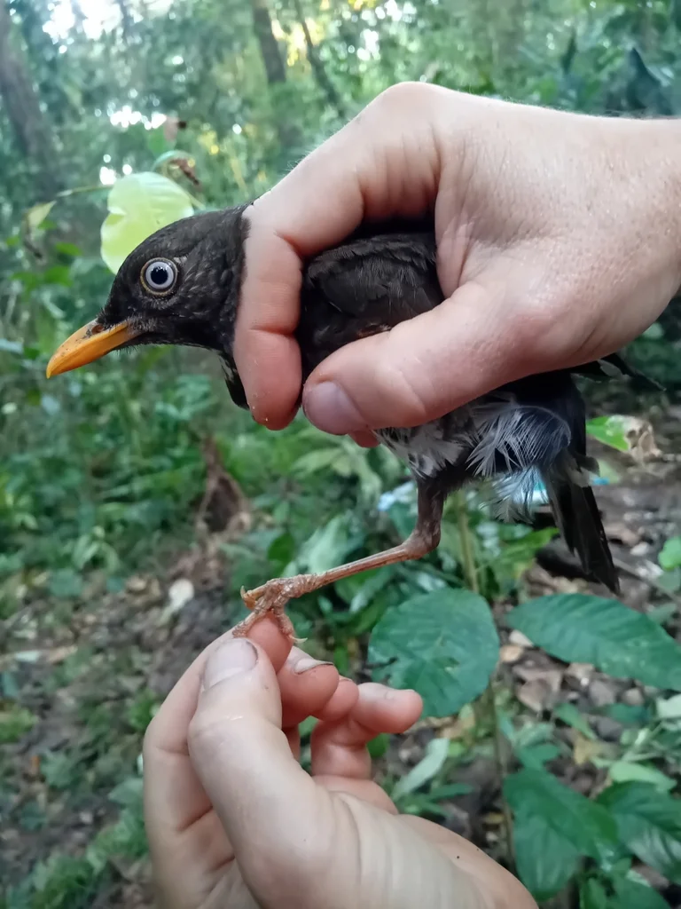 普林西比鸫(Turdus xanthorhynchus)
