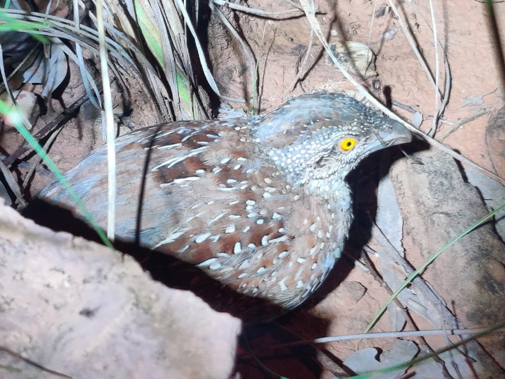 栗背三趾鹑(Turnix castanotus)