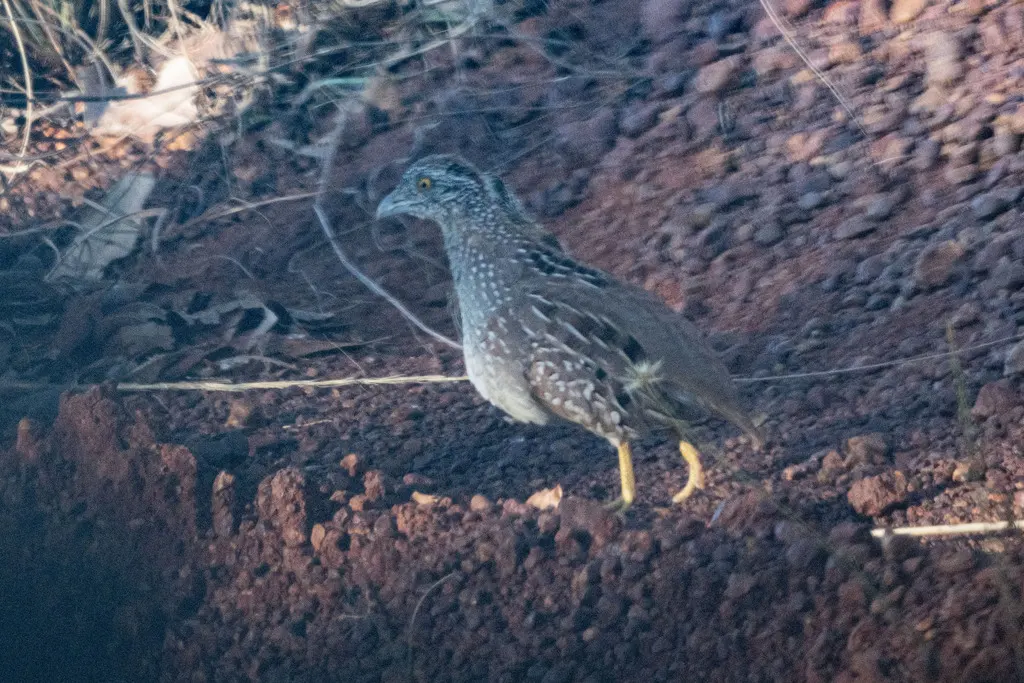 栗背三趾鹑(Turnix castanotus)