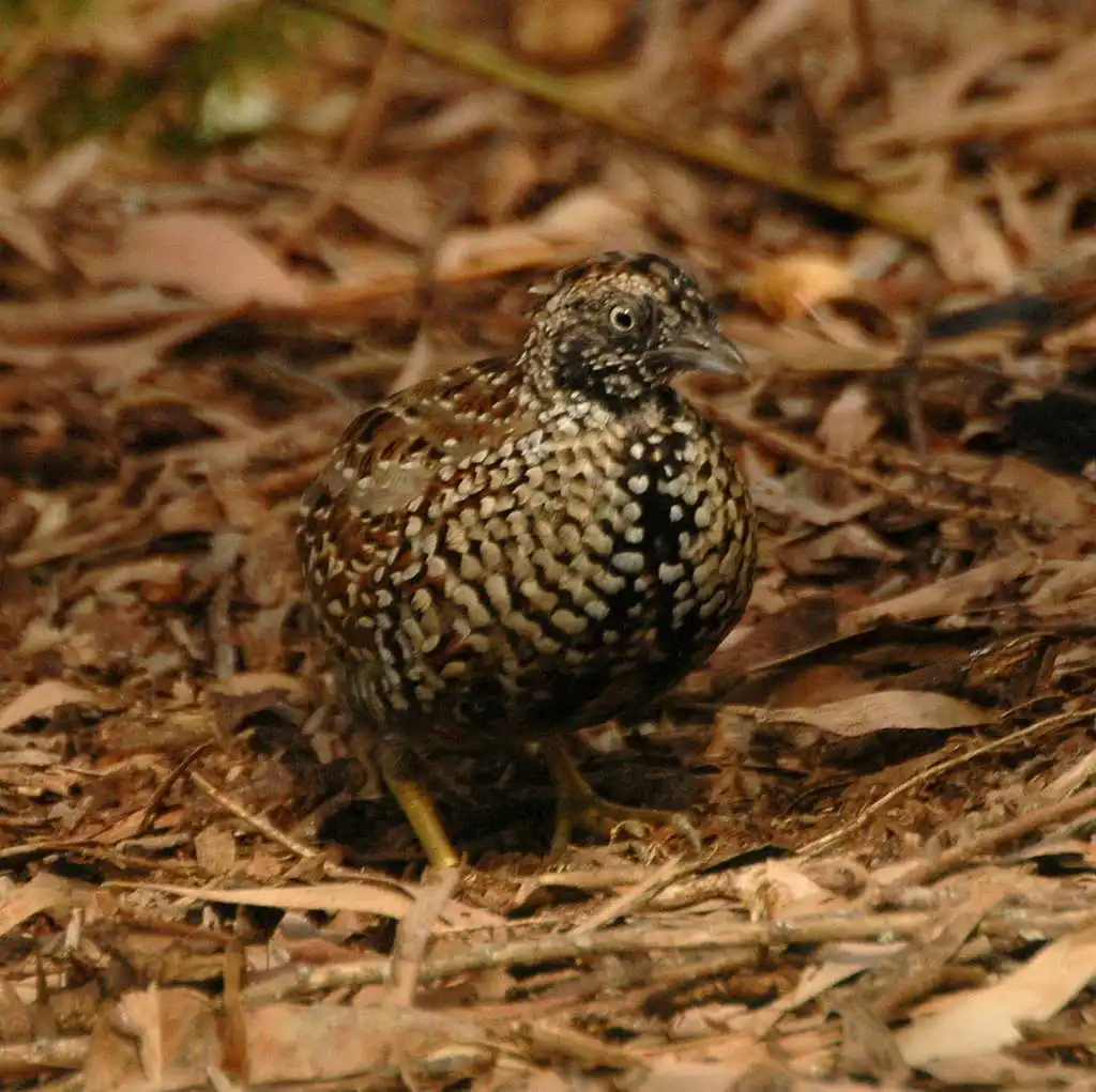 黑胸三趾鹑(Turnix melanogaster)