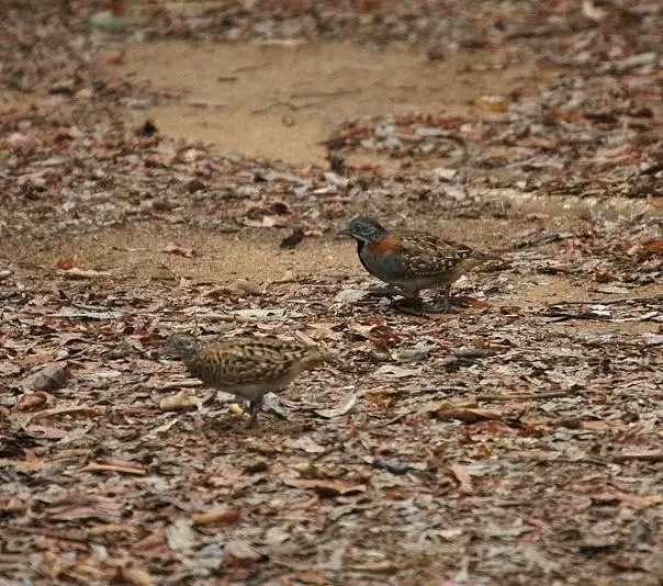 马岛三趾鹑(Turnix nigricollis)