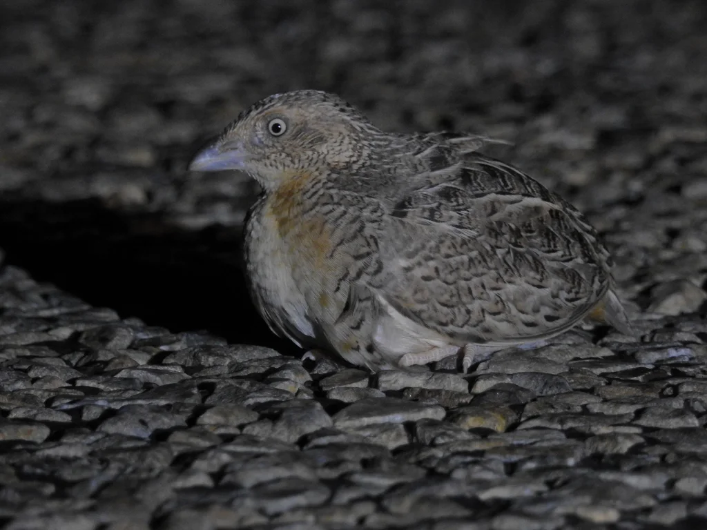 红胸三趾鹑(Turnix pyrrhothorax)