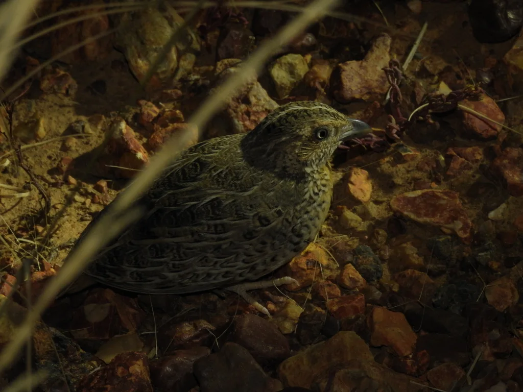 红胸三趾鹑(Turnix pyrrhothorax)