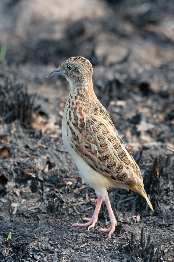 林三趾鹑(Turnix sylvaticus)