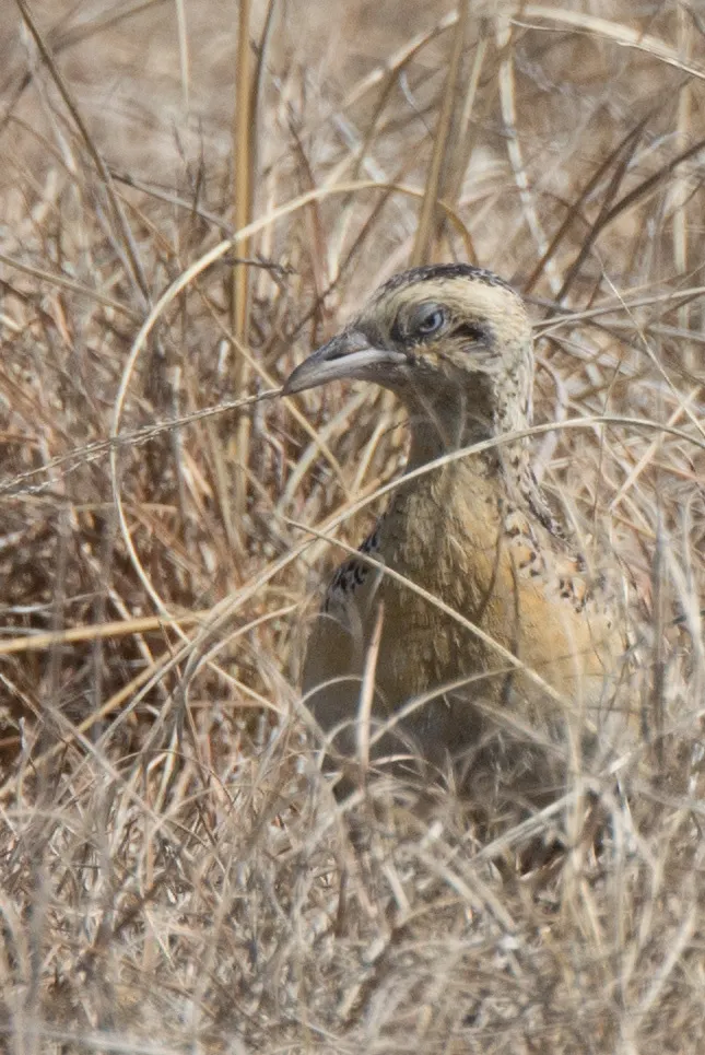 林三趾鹑(Turnix sylvaticus)