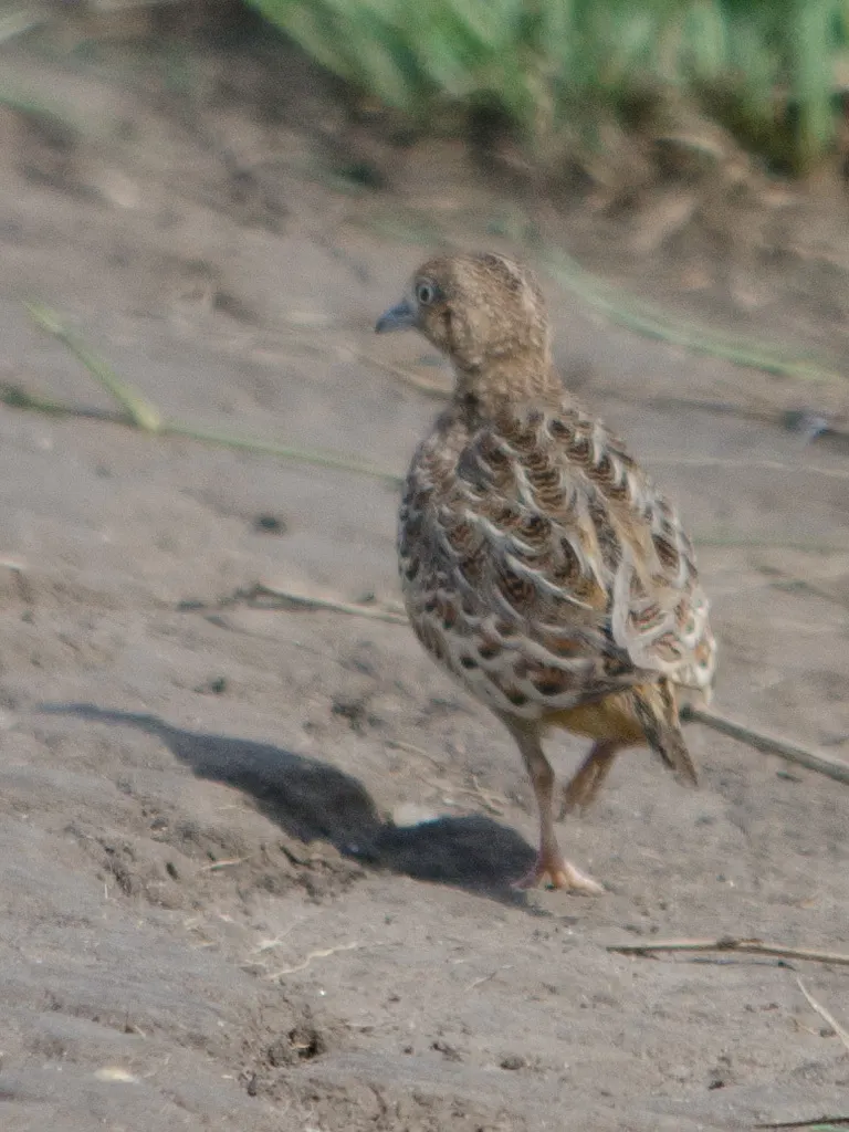林三趾鹑(Turnix sylvaticus)