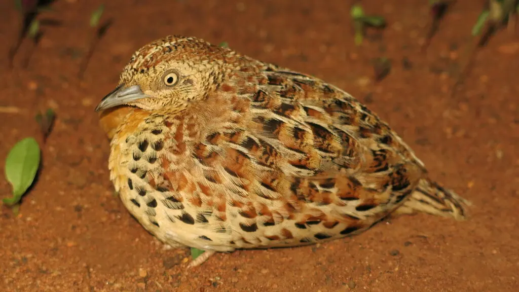 林三趾鹑(Turnix sylvaticus)