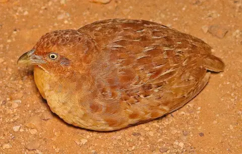 小三趾鹑