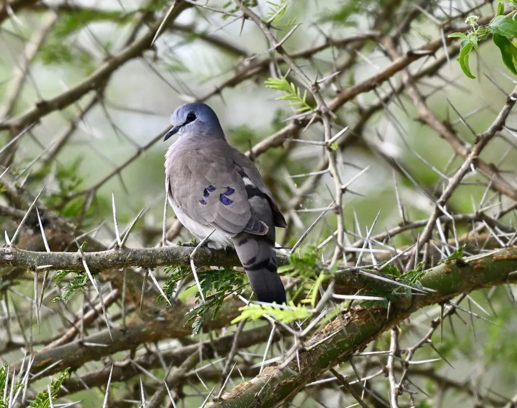 黑嘴森鸠(Turtur abyssinicus)