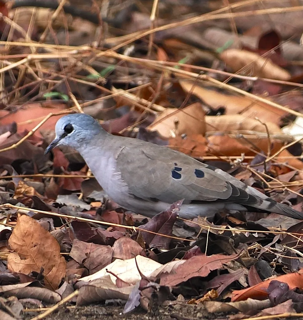 黑嘴森鸠(Turtur abyssinicus)