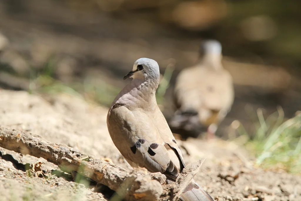 黑嘴森鸠(Turtur abyssinicus)