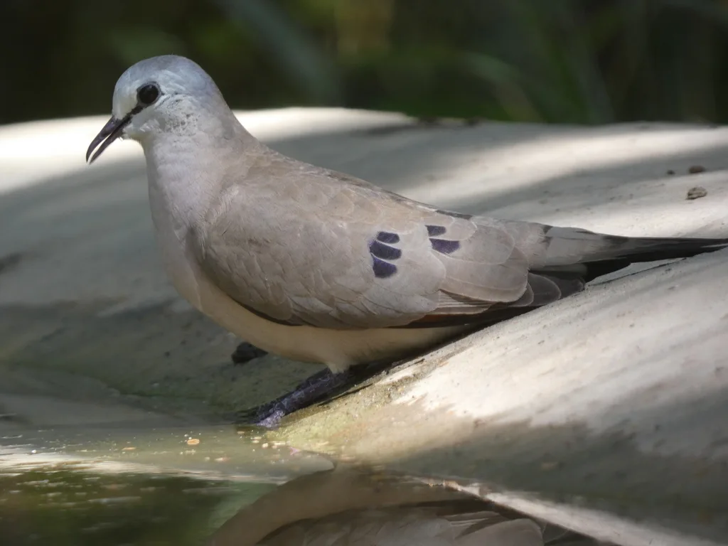 黑嘴森鸠(Turtur abyssinicus)