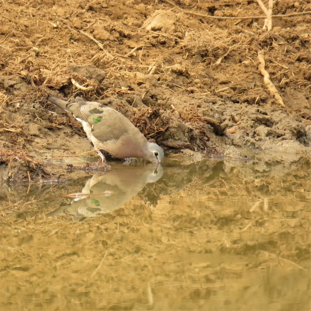绿点森鸠(Turtur chalcospilos)
