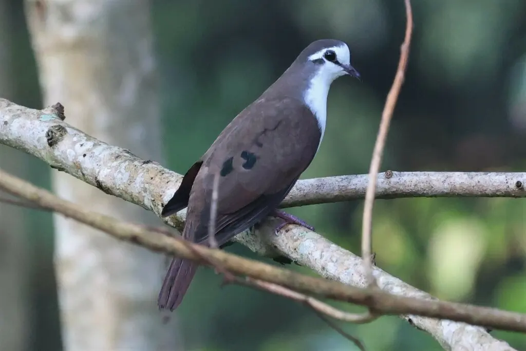 白胸森鸠(Turtur tympanistria)