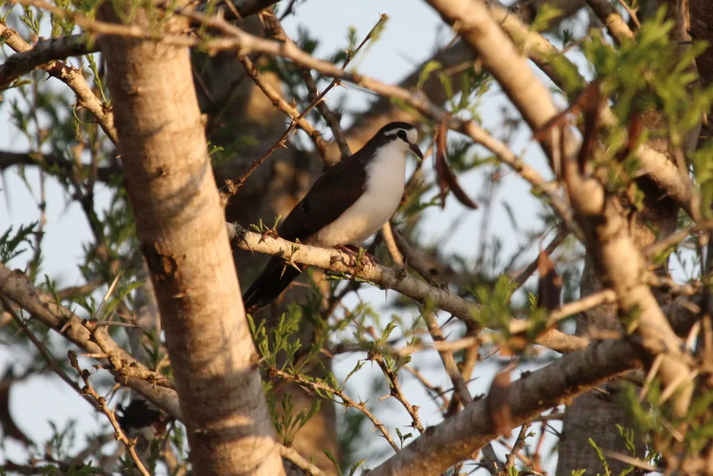 白胸森鸠(Turtur tympanistria)