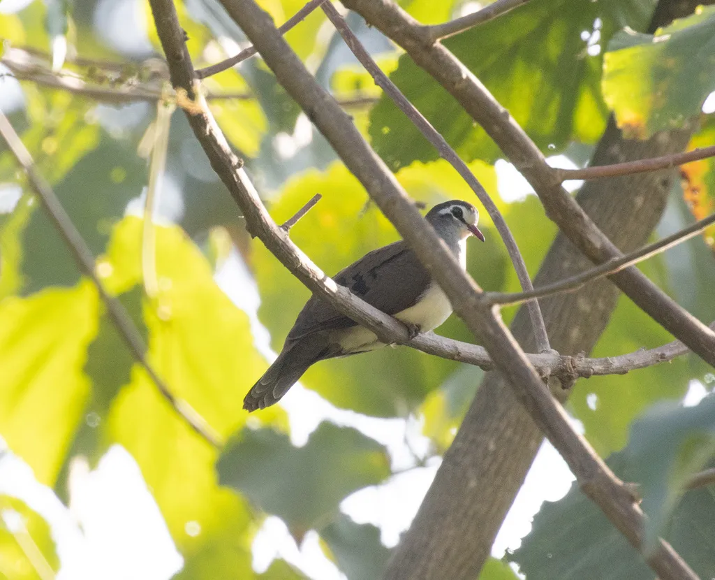 白胸森鸠(Turtur tympanistria)